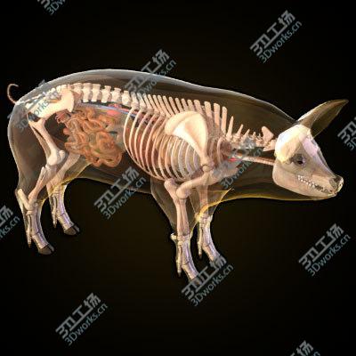 images/goods_img/20210312/Pig anatomy/1.jpg